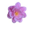 Premium Wafer Flower - Middlemist Camelie - 1 Stk